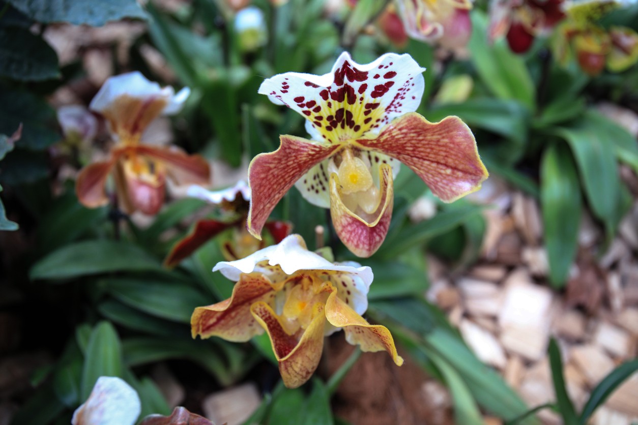 Venus slipper orchid hot sale