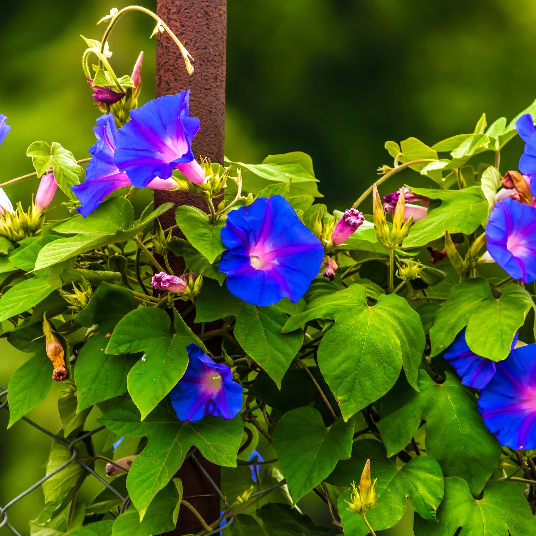 Blue morning glory Care (Watering, Fertilize, Pruning, Propagation) -  PictureThis