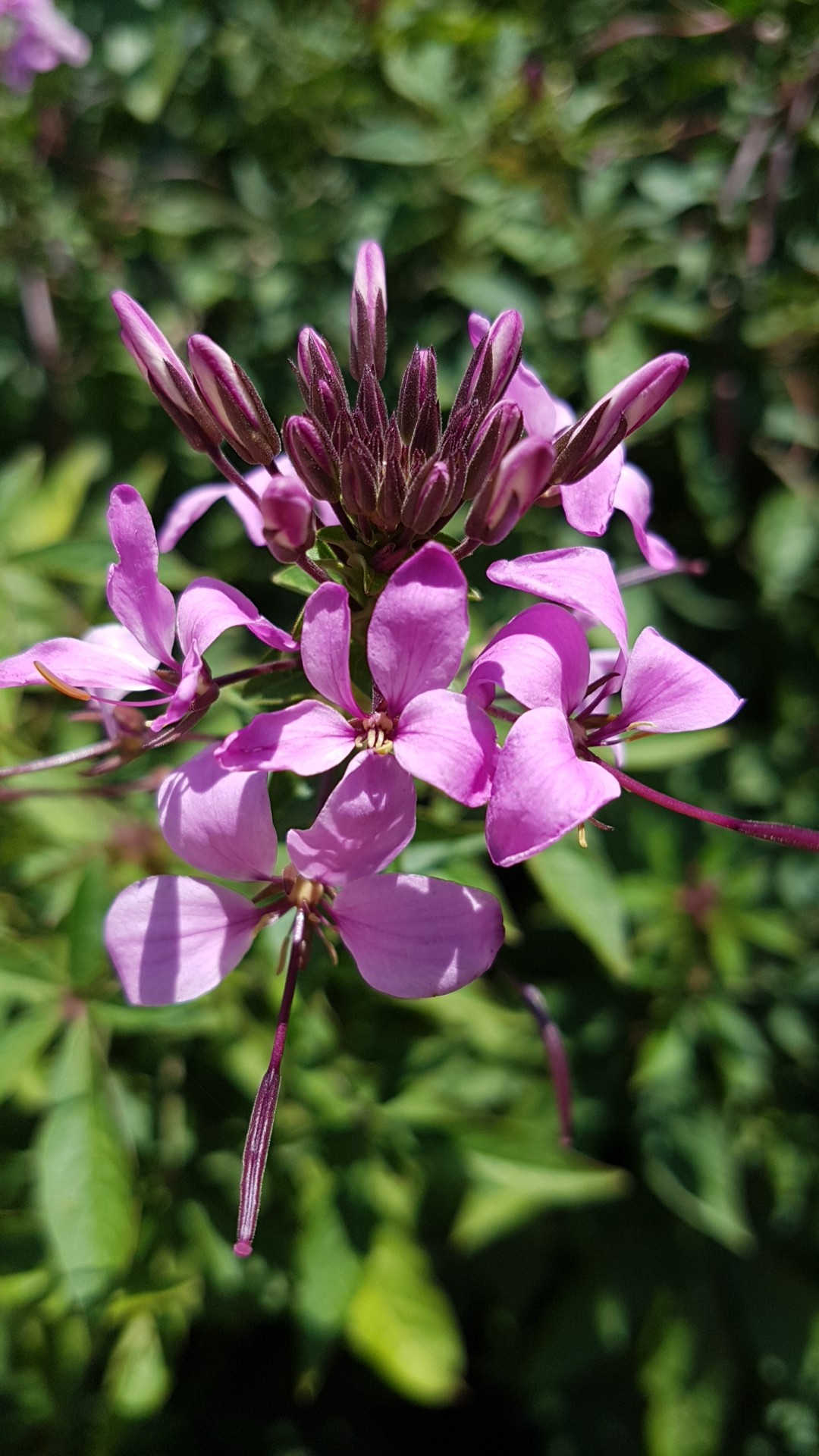 Иван-ча́й узколи́стный (Epilobium angustifolium) - PictureThis