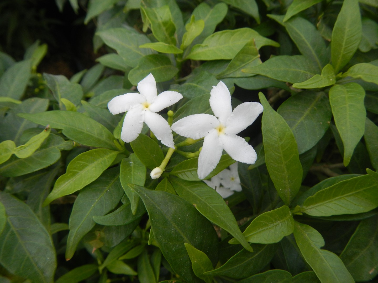 How to Plant and Grow Coral swirl(Wrightia antidysenterica)