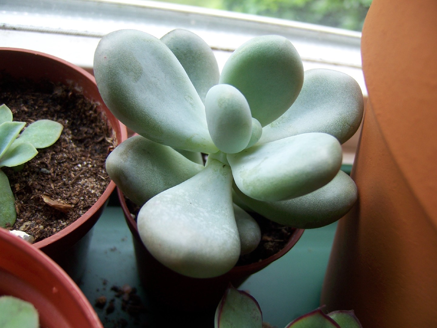 ホシビジン（星美人） (Pachyphytum oviferum) 花言葉，毒性，よくある質問 - PictureThis