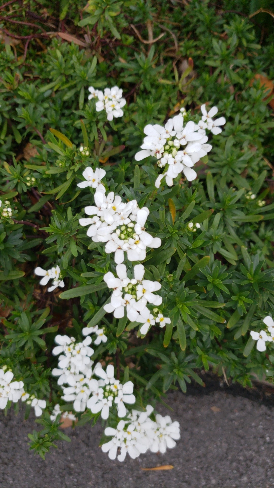 Semi fiori Iberis