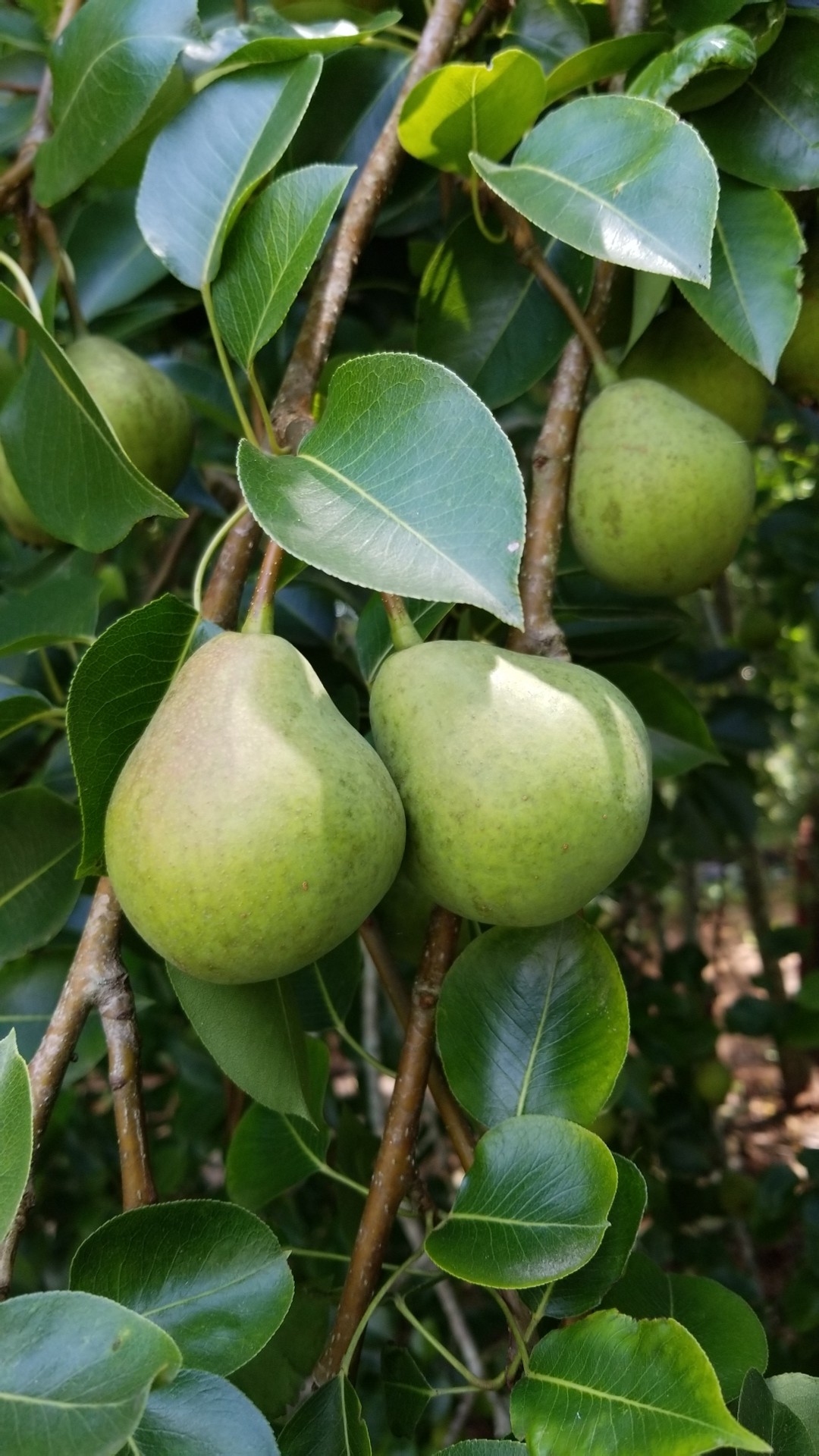 How do you ripen a green Bartlett pear? - Have A Plant