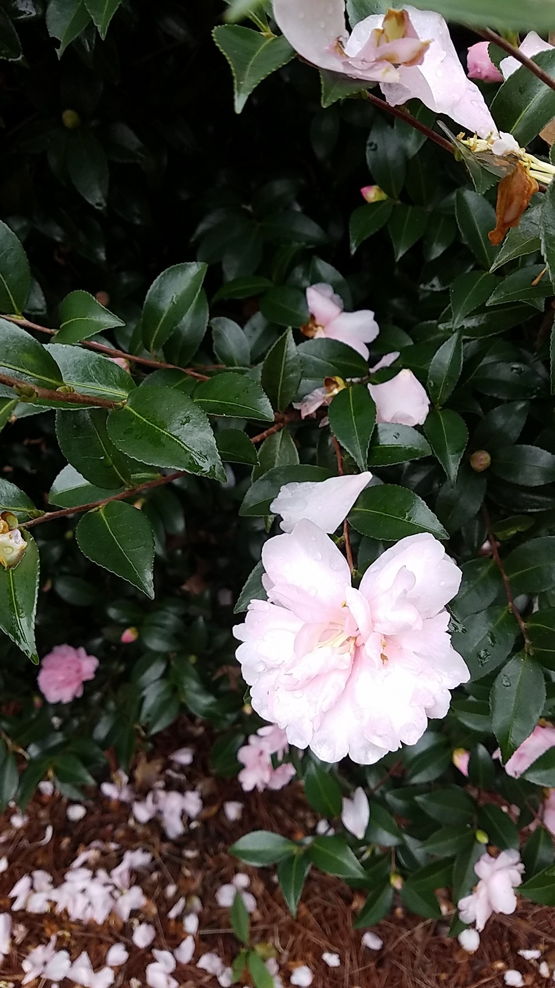 Camellia × lutchuensis 'Cinnamon Cindy' Cuidados (Plantando, Fertilizantes,  Enfermedades) - PictureThis