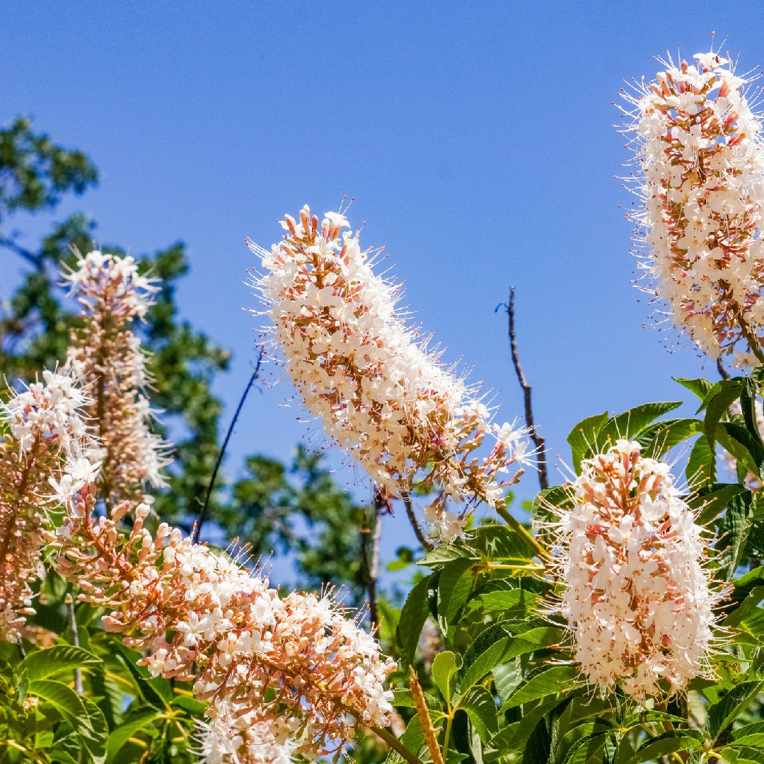 Конский каштан калифорнийский (Aesculus californica) - PictureThis