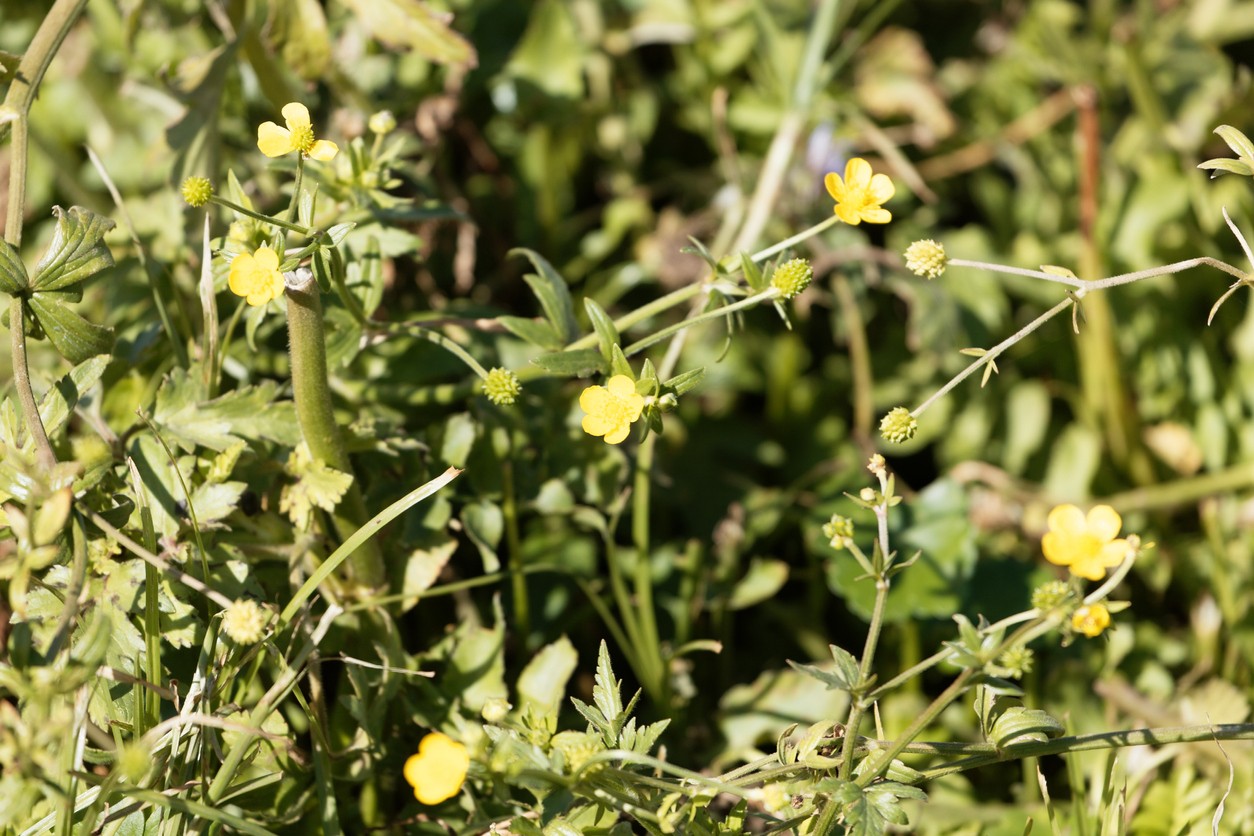 Ranunculus multifidus уход (почву, удобрение, обрезка) - PictureThis