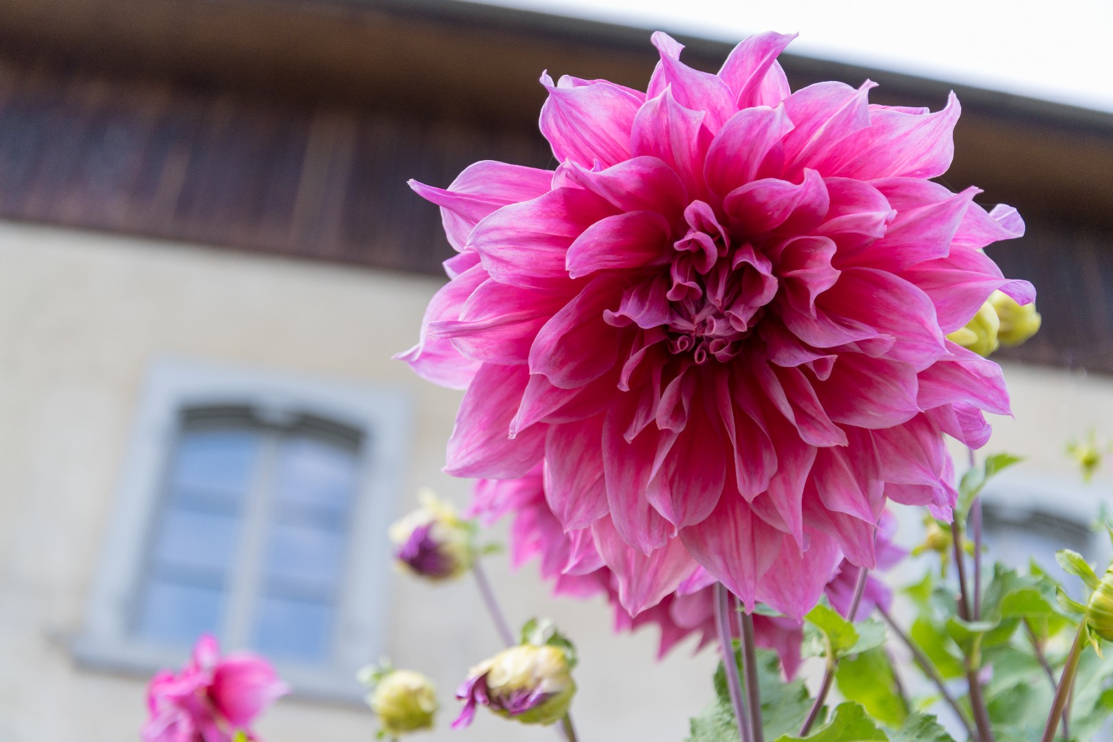 Георгин Императорский Dahlia Imperialis