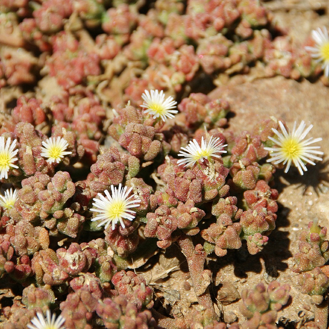 Dorotheanthus propagation