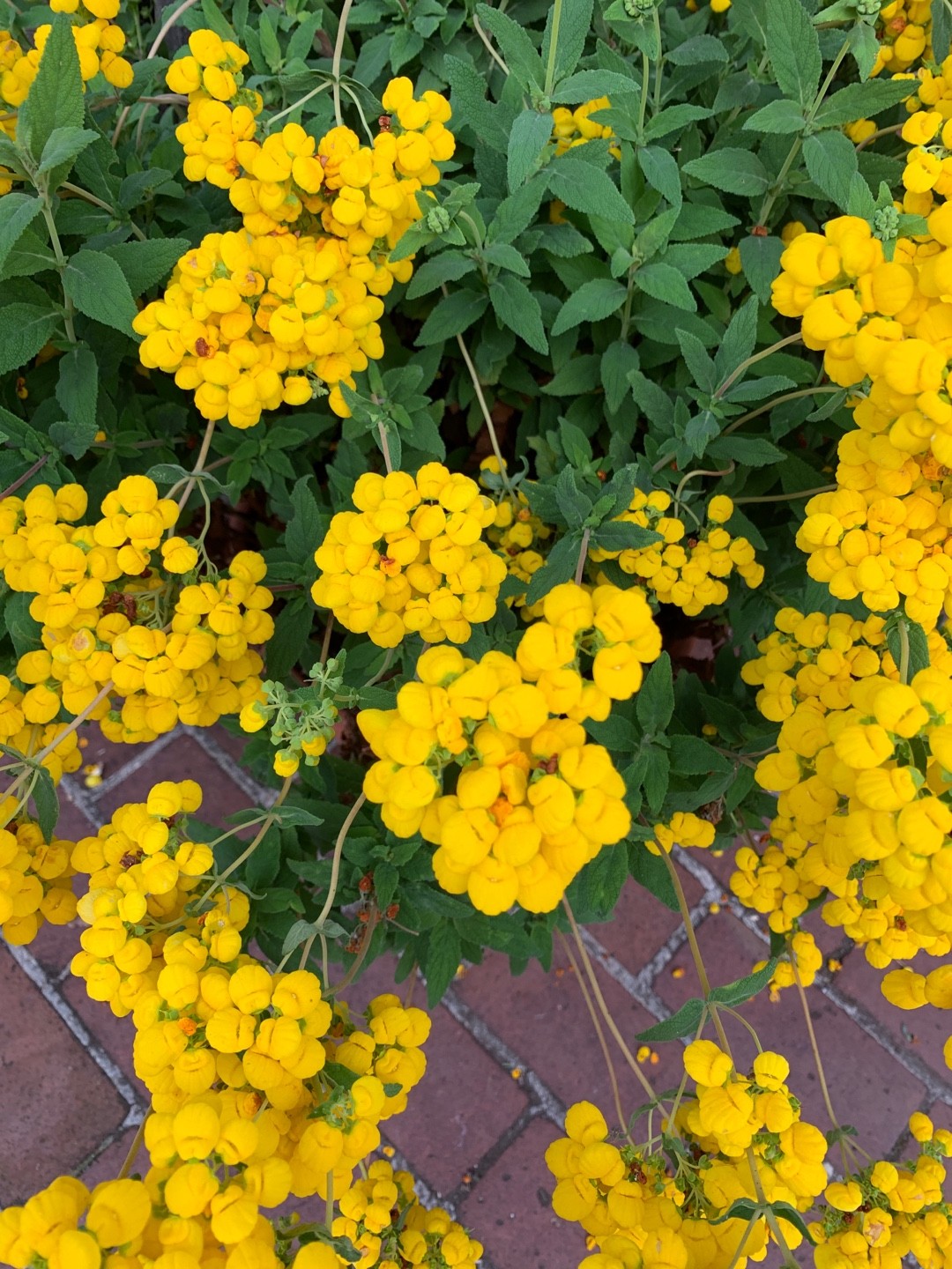 キンチャクソウ属 (Calceolaria) 花言葉，毒性，よくある質問 - PictureThis