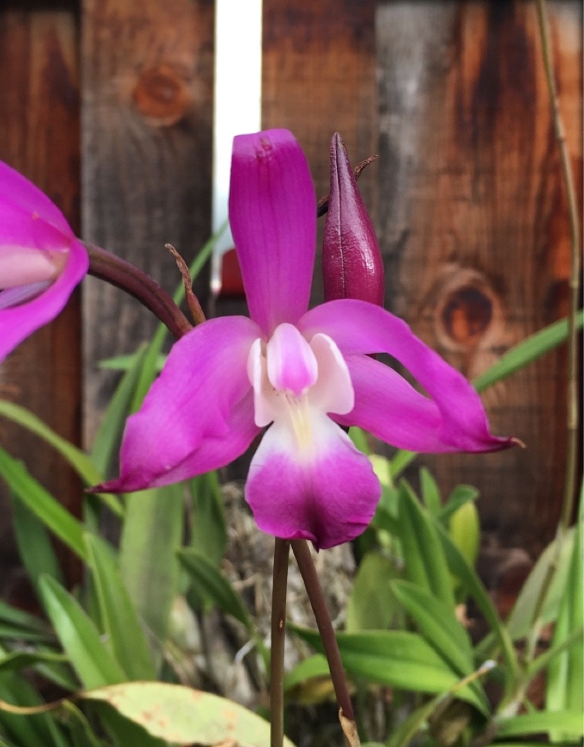 Lirio de San Francisco (Laelia autumnalis) - PictureThis