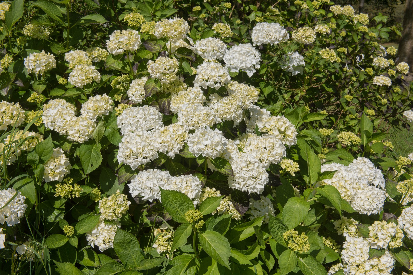 Hydrangea macrophylla 'Madame Emile Mouillere' Cuidados (Plantando,  Fertilizantes, Enfermedades) - PictureThis