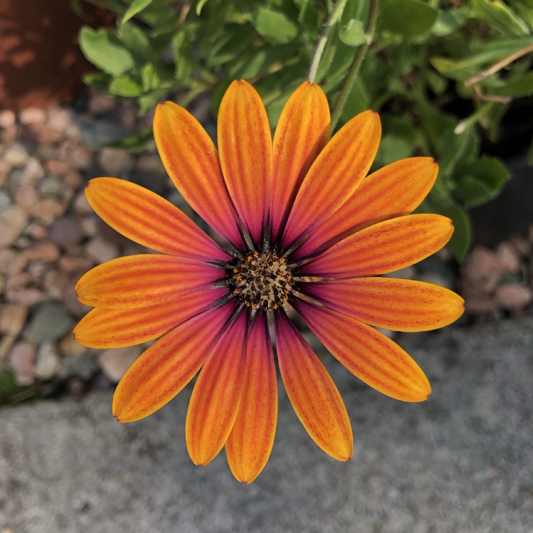 Daisybushes (Osteospermum) Flower, Leaf, Care, Uses - PictureThis