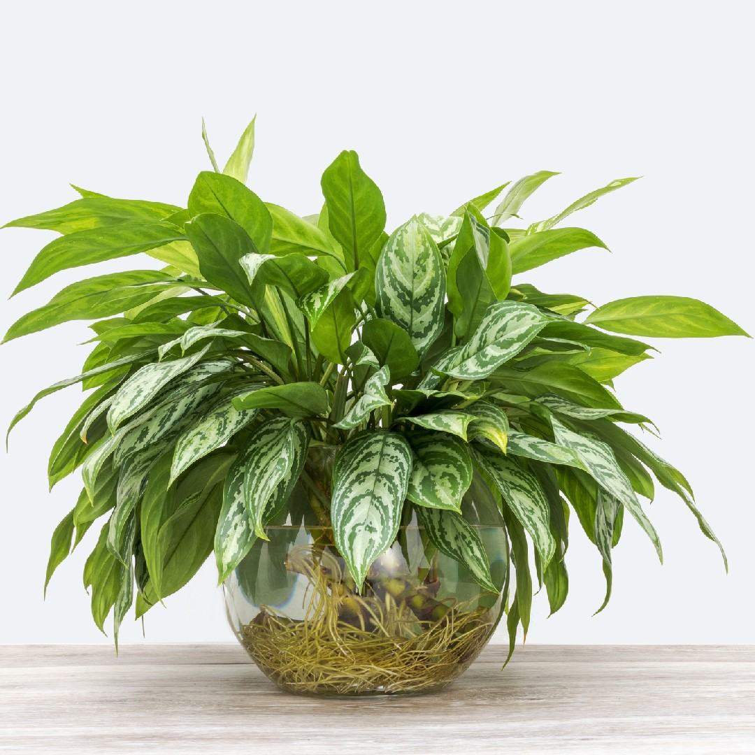 アグラオネマ・コンムタタム ’トレウビー’ (Aglaonema commutatum 'Treubii') 花言葉，毒性，よくある質問 -  PictureThis