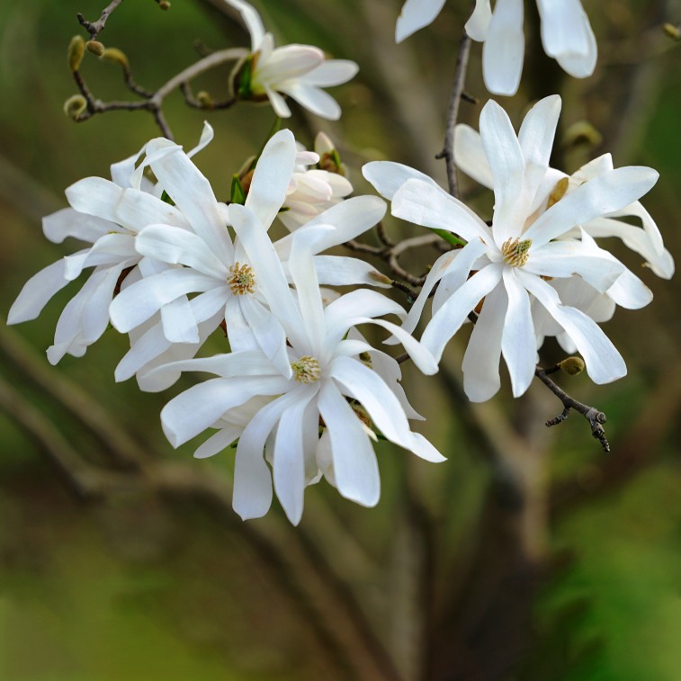 Star magnolia (Magnolia stellata) Flower, Leaf, Care, Uses - PictureThis