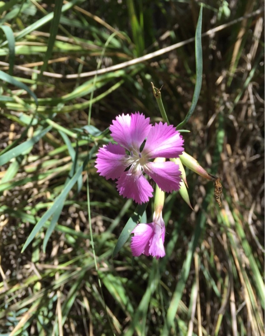 Edible Botanicals, Violet Blend - Terrain