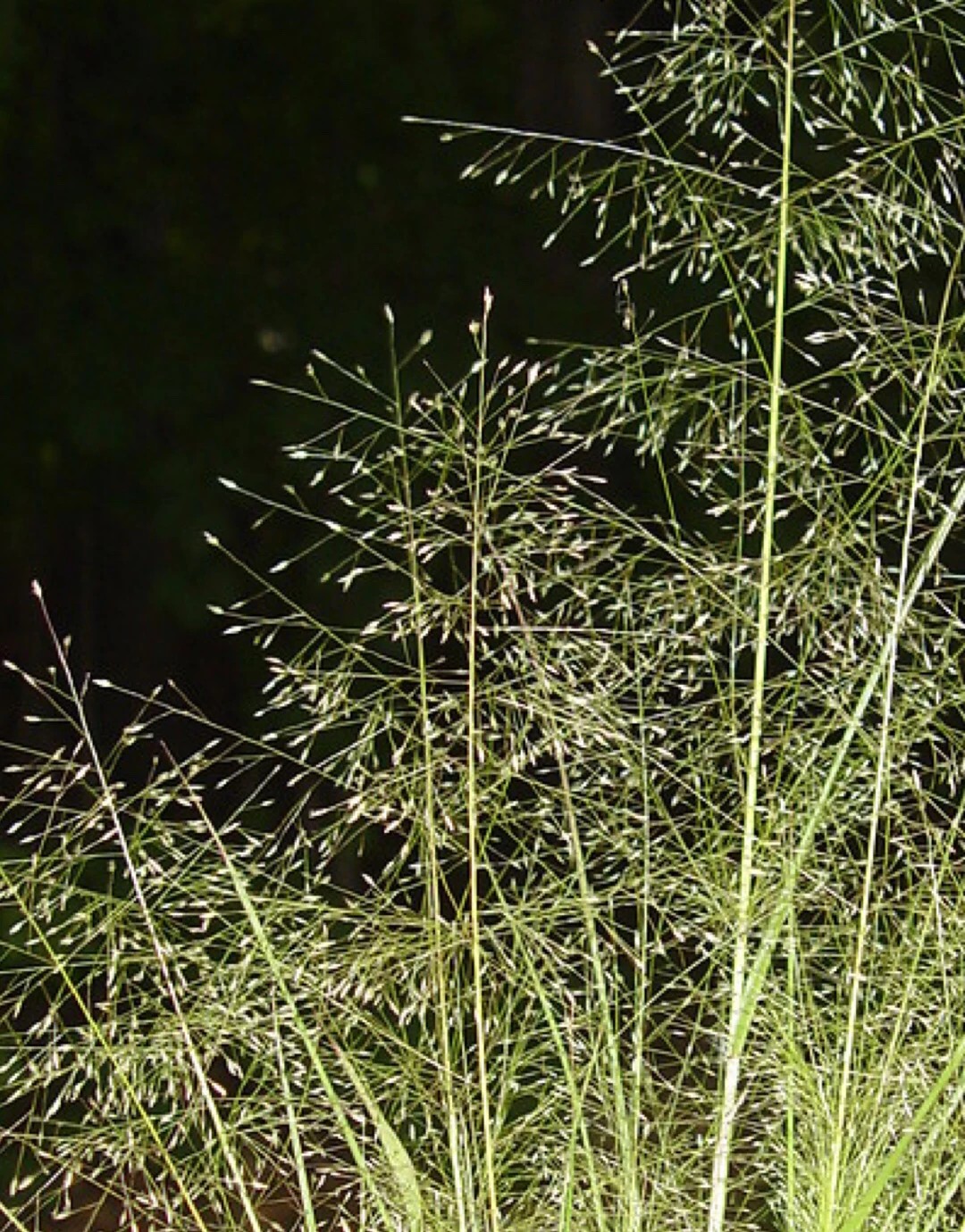畫眉草屬 (Eragrostis)