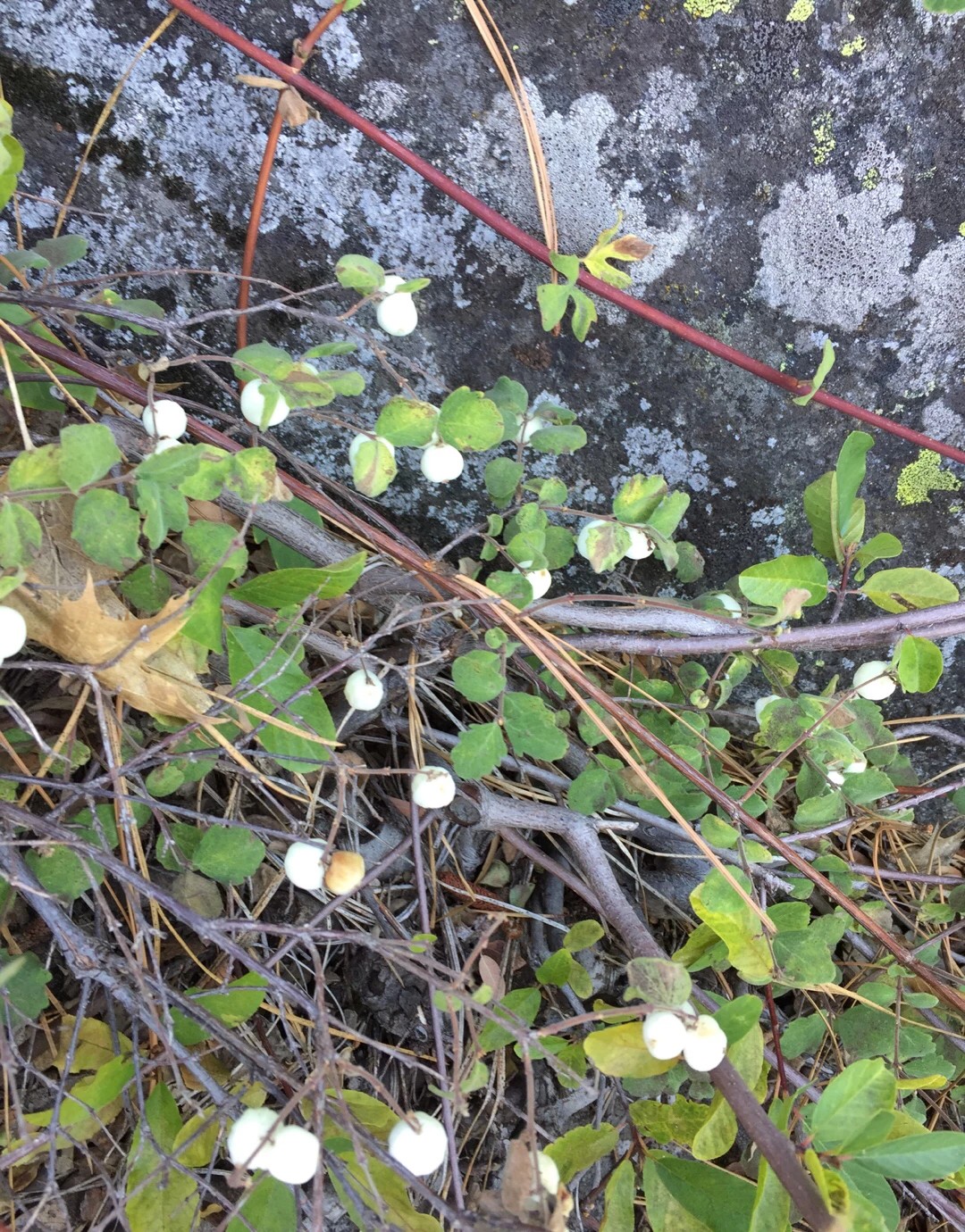 Native plant notes: Snowberry