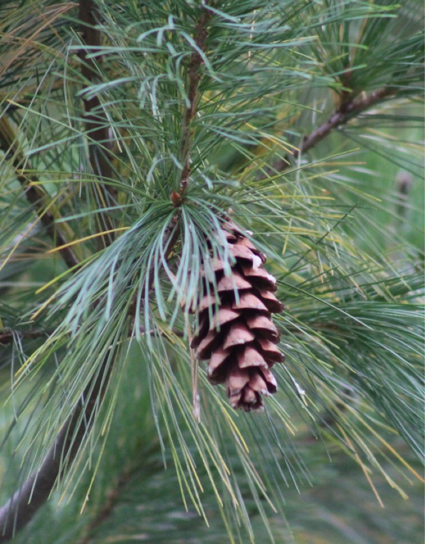 Western White Pine Allergy Info