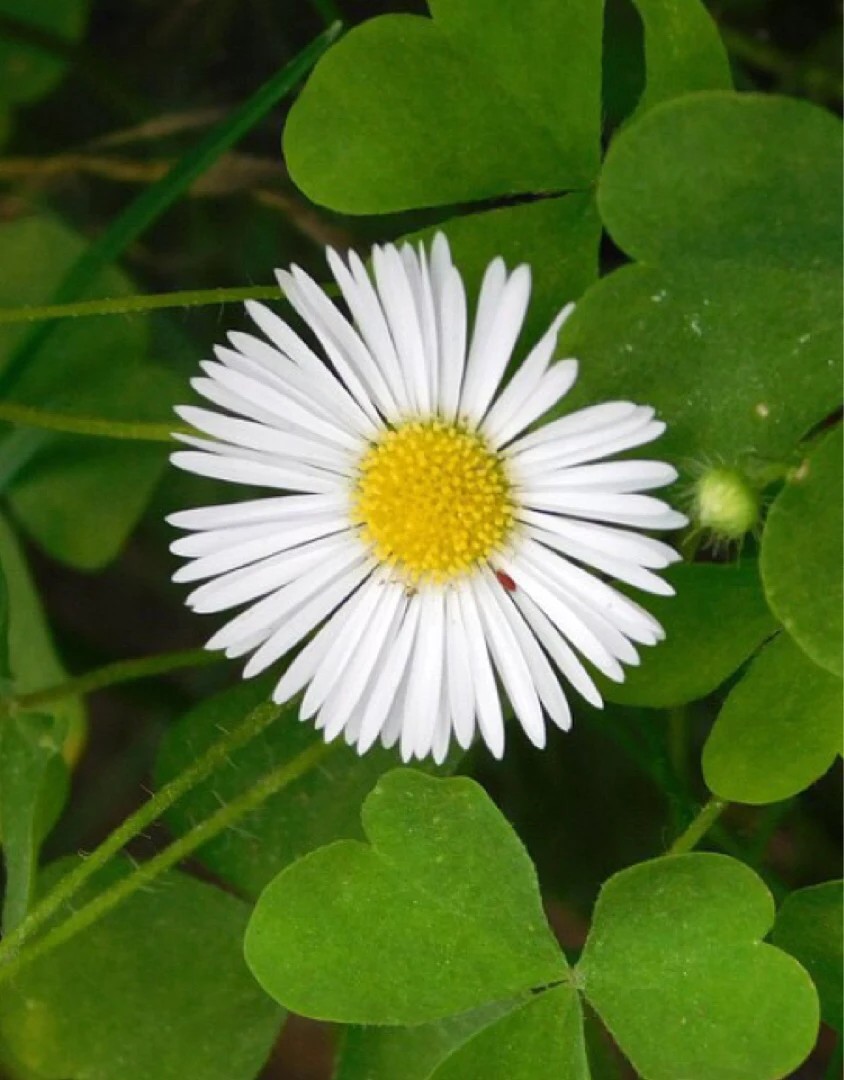 Эригерон Карвинского Erigeron karvinskianus