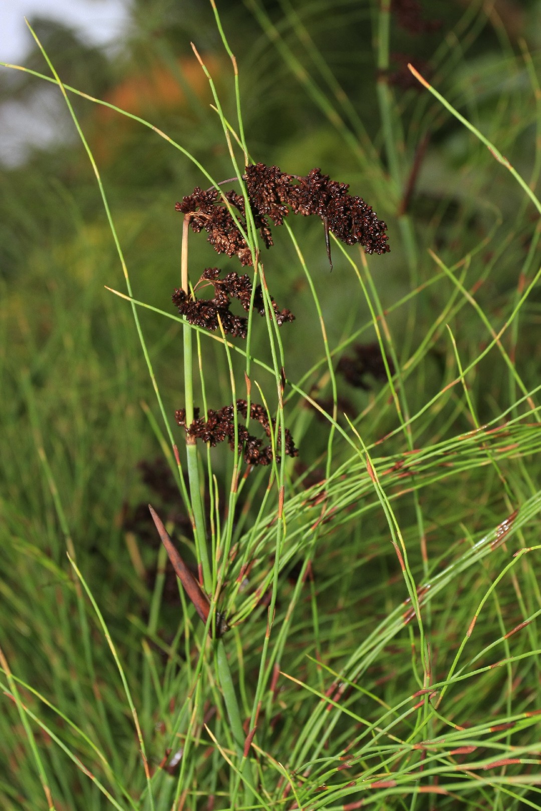 Cape Reed (Elegia) Flower, Leaf, Care, Uses PictureThis | Best ...