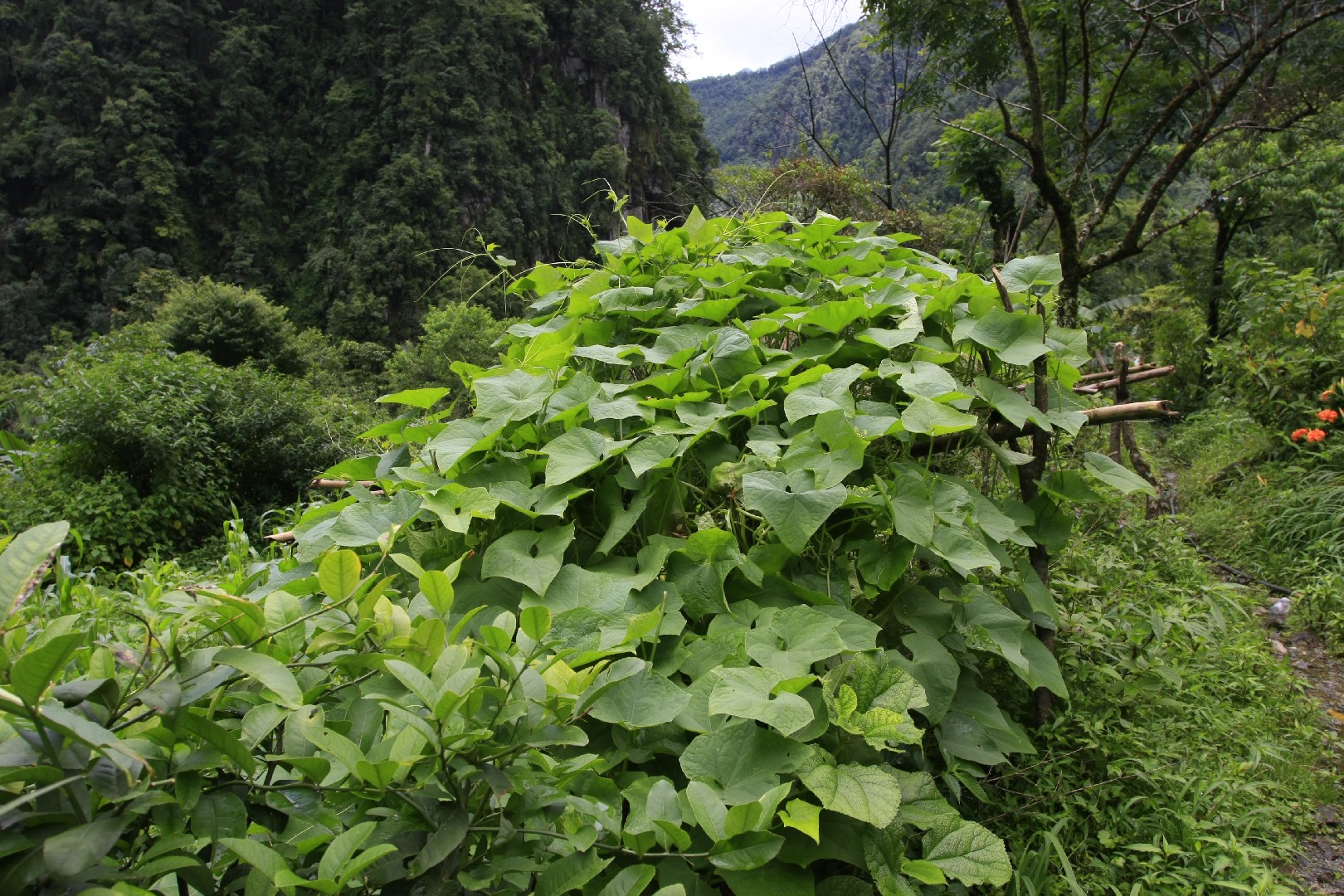 Чайот (Sechium edule) - PictureThis