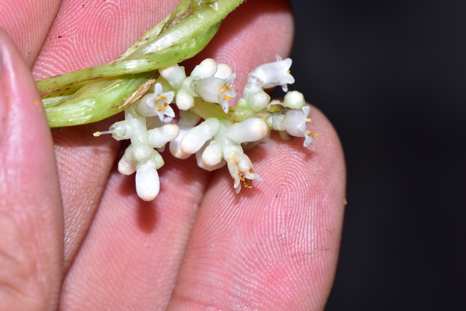 ネナシカズラ 根無葛 Cuscuta Japonica 花言葉 毒性 よくある質問 Picturethis