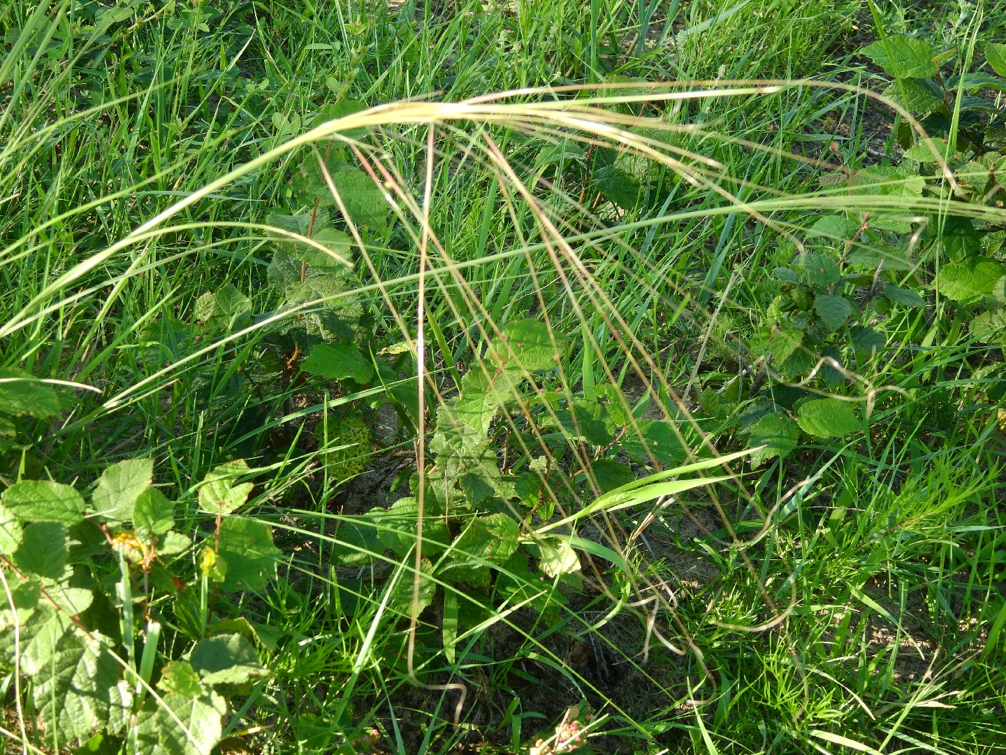 Ковыль Крылова (Stipa krylovii) - PictureThis