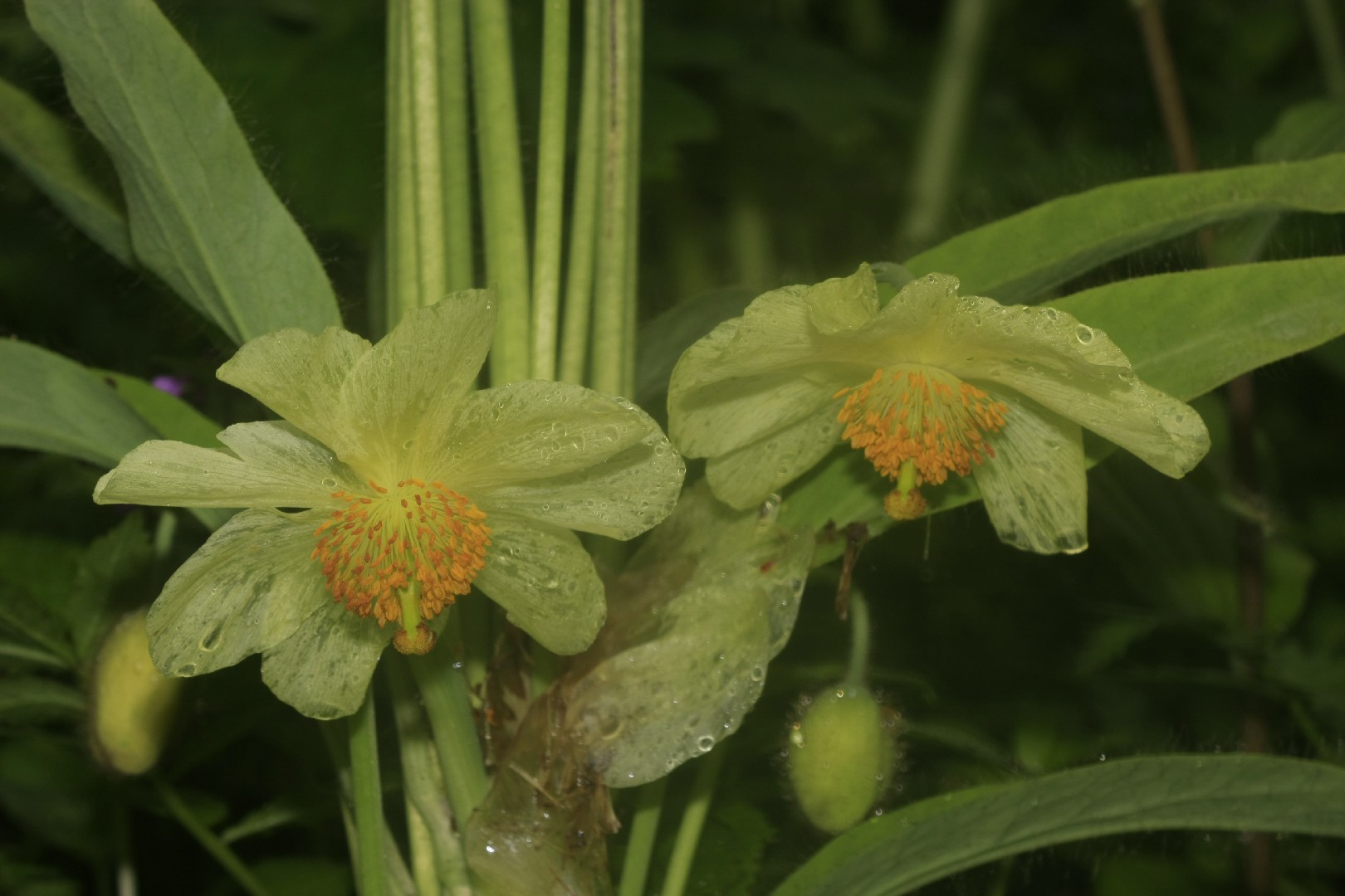 Meconopsis integrifolia уход (почву, удобрение, обрезка) - PictureThis