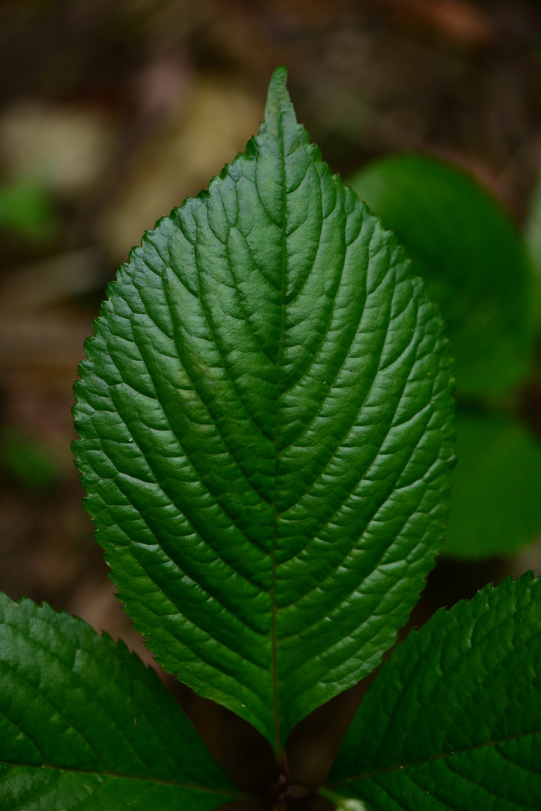 ガビサンヒトリシズカ Chloranthus Henryi 花言葉 毒性 よくある質問 Picturethis