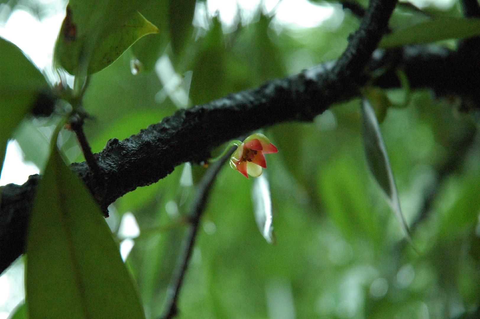 Illicium lanceolatum - PictureThis