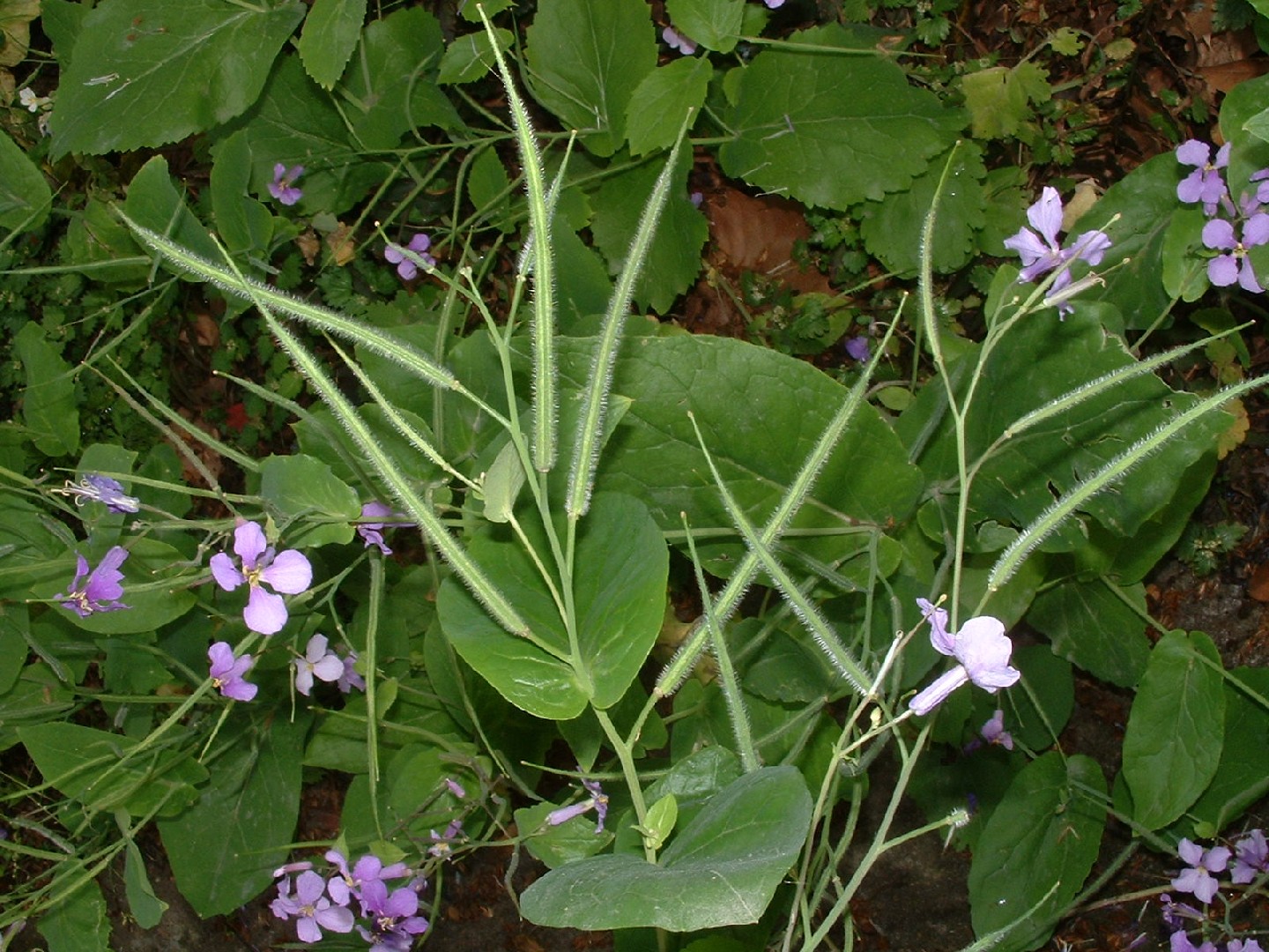 Chinese violet cress Care (Watering, Fertilize, Pruning, Propagation