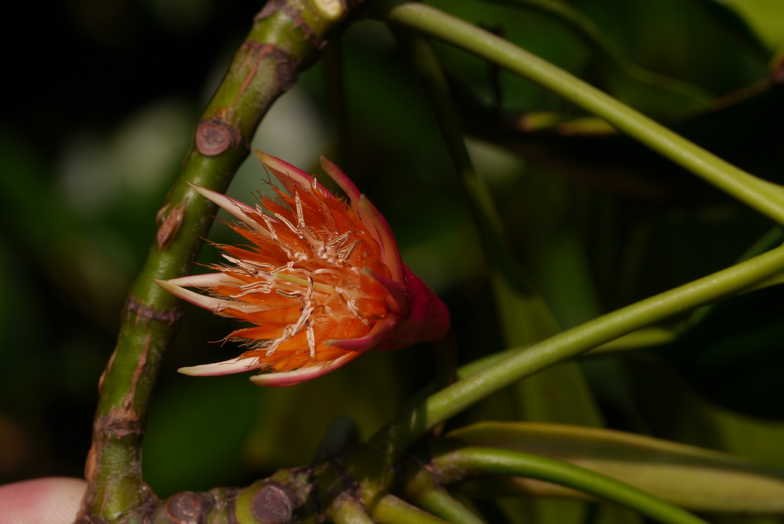 Bruguiera gymnorhiza - PictureThis