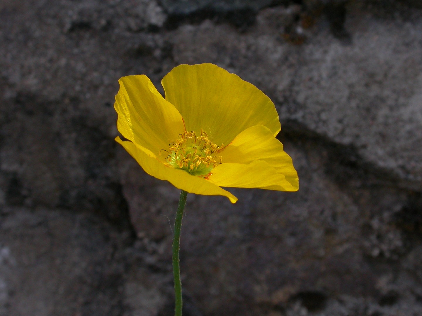 Мак голостебельный (Papaver nudicaule) - PictureThis