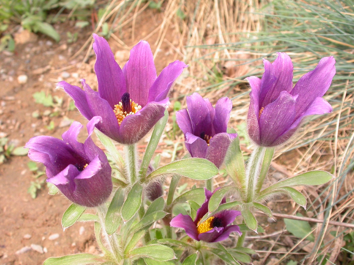 Pulsatilla Chinensis - PictureThis