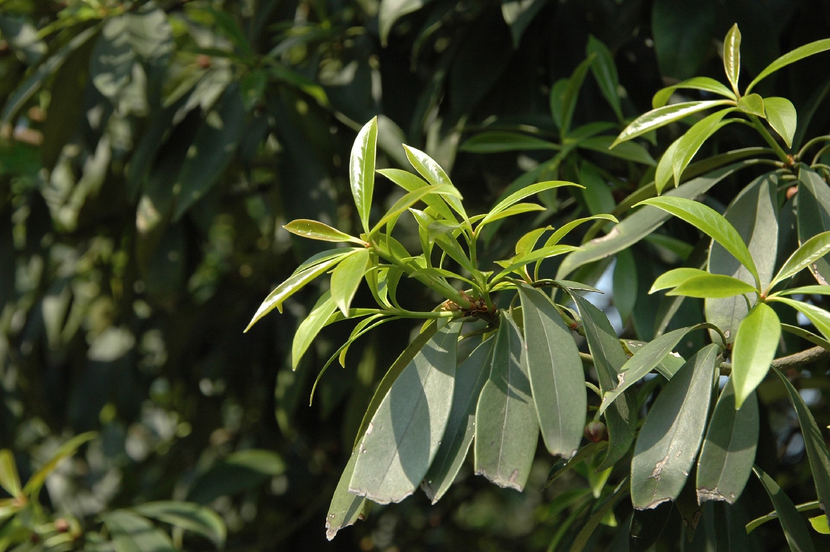 Illicium lanceolatum - PictureThis