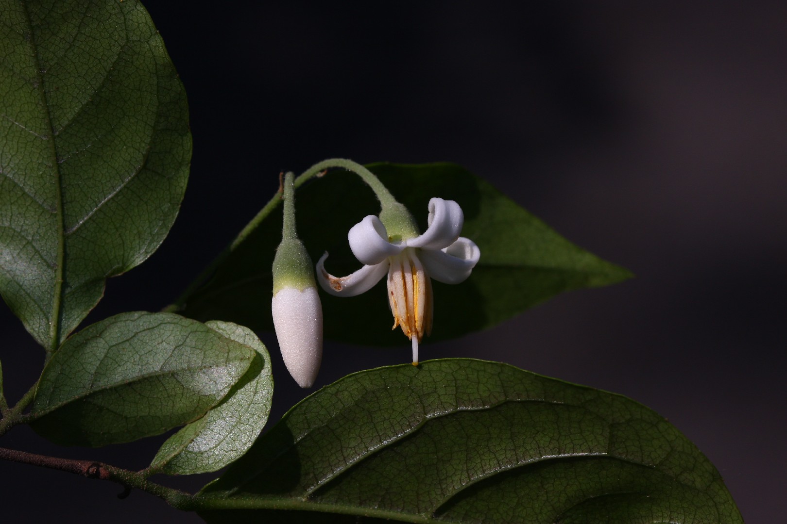 Styrax tonkinensis уход (почву, удобрение, обрезка) - PictureThis