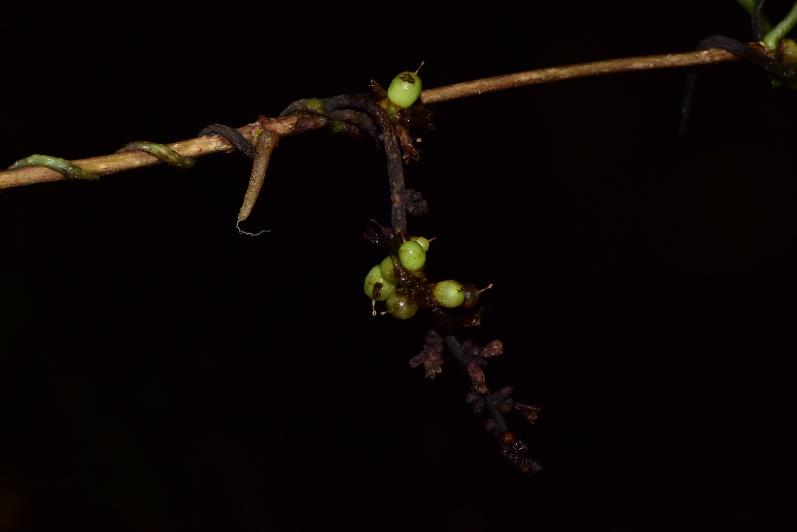 ネナシカズラ 根無葛 Cuscuta Japonica 花言葉 毒性 よくある質問 Picturethis