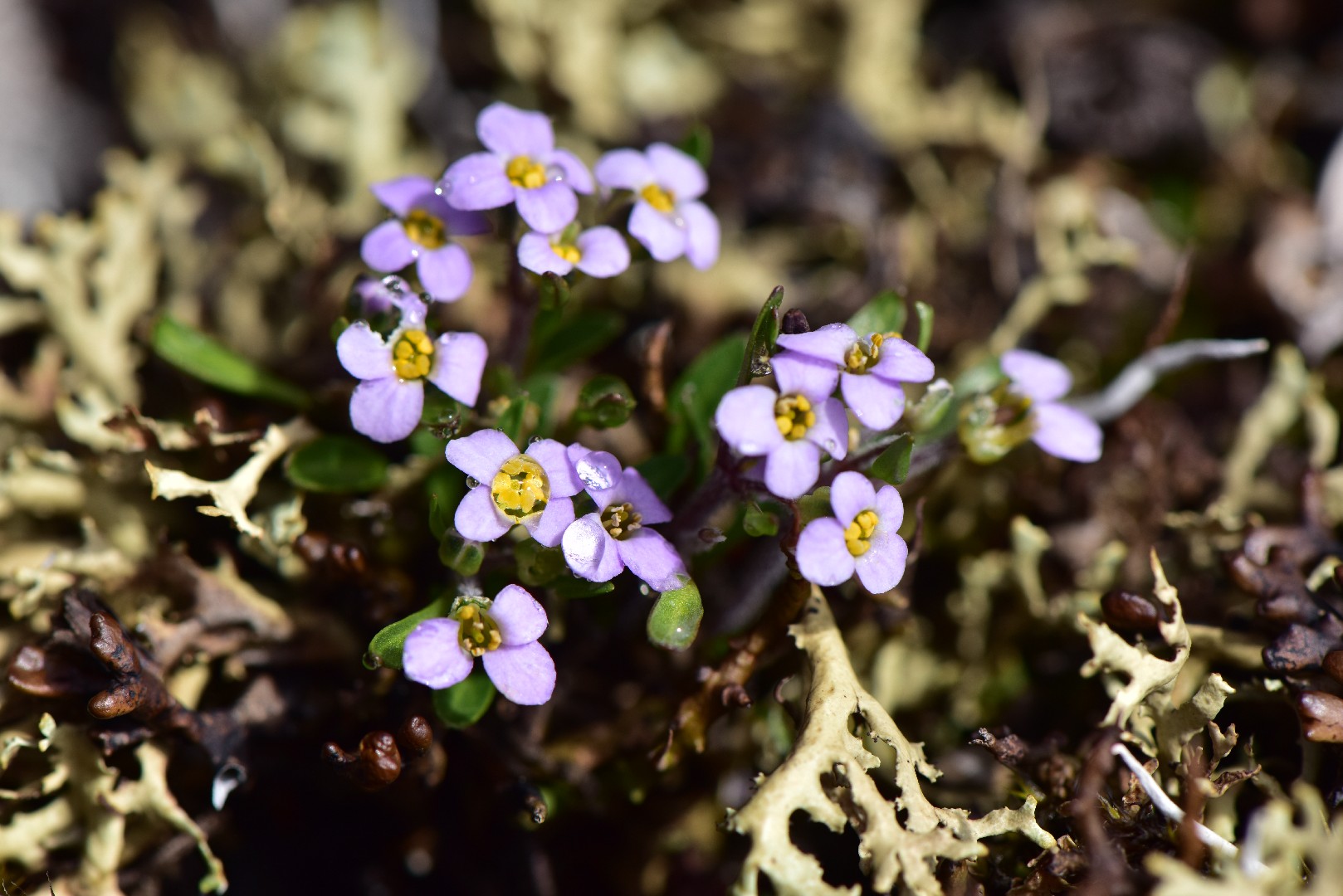 Alpine forget-me-not (Myosotis alpestris) Flower, Leaf, Care, Uses -  PictureThis