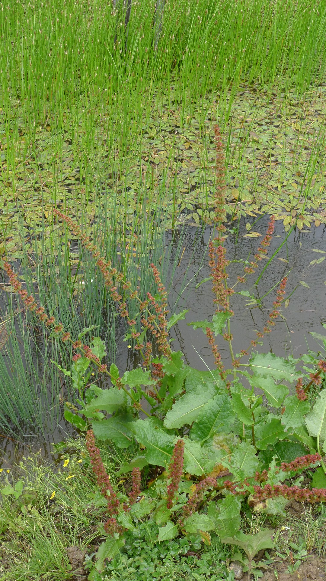 Rumex nepalensis (Rumex nepalensis) คู่มือการดูแล - PictureThis