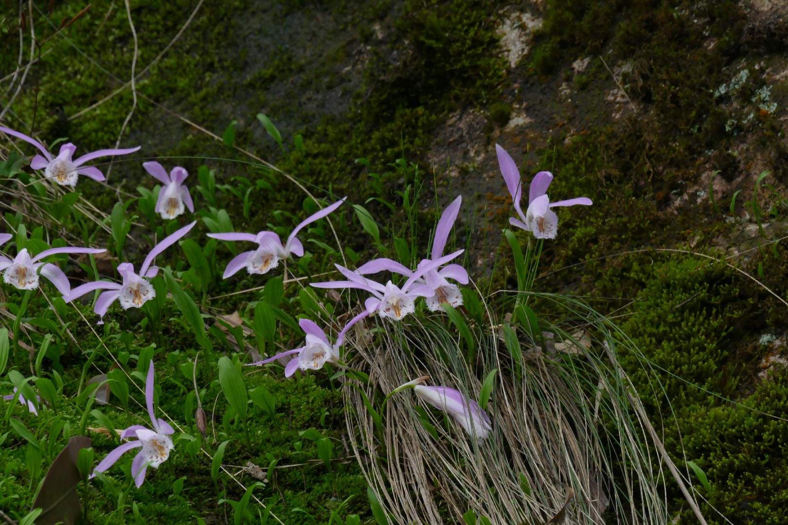 Pleione Formosana Picturethis