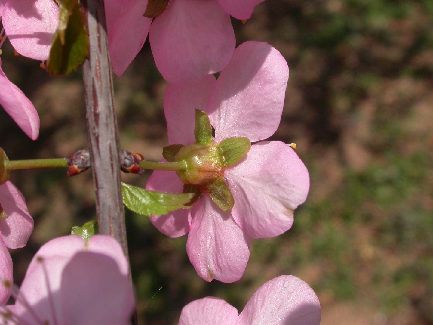 Миндаль трёхлопастный (Prunus triloba) - PictureThis