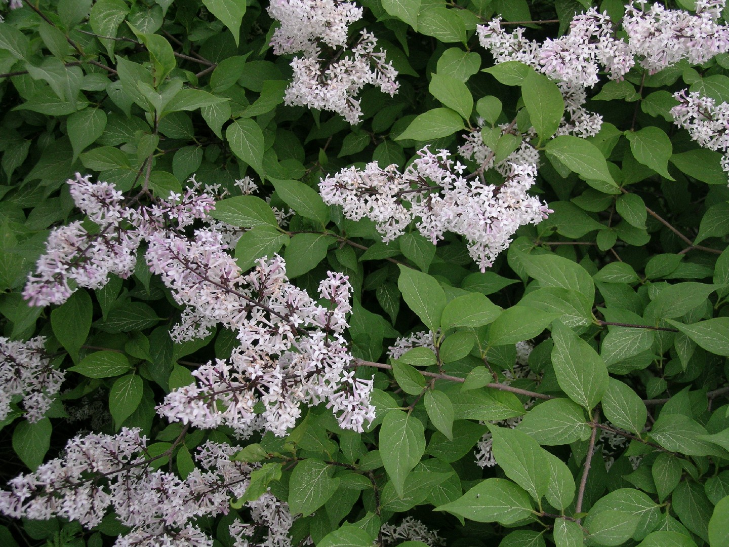 Сирень Вольфа (Syringa villosa subsp. wolfii) - PictureThis