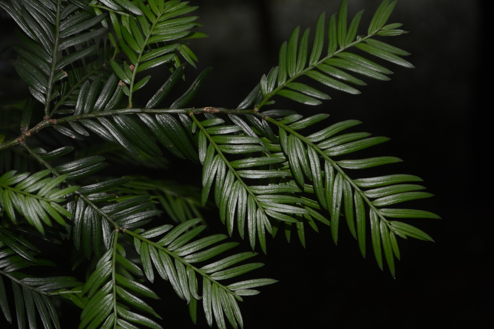 Taxus wallichiana - PictureThis