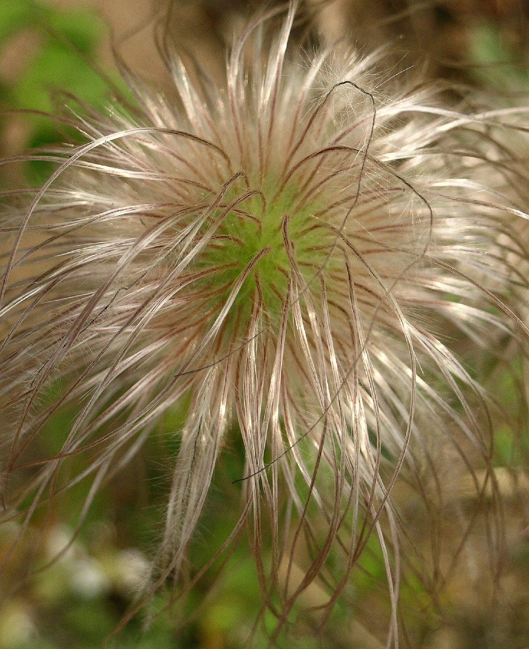 Pulsatilla Chinensis - PictureThis