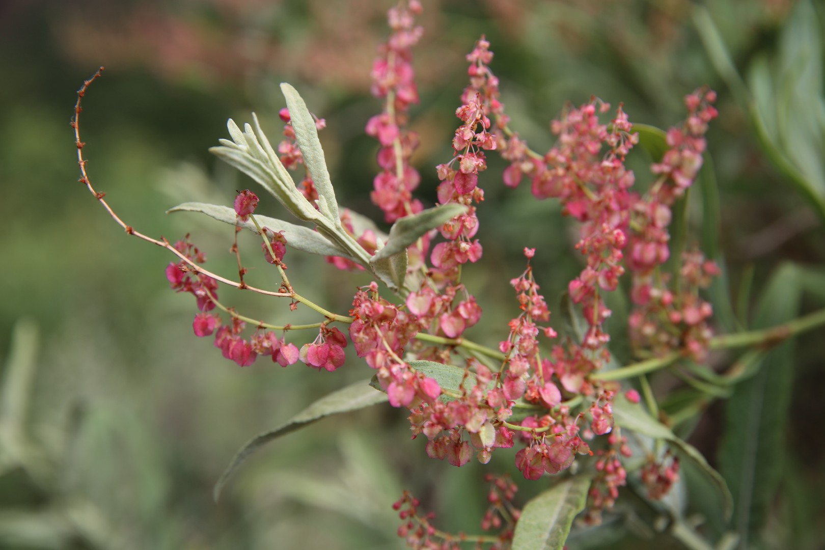 Rumex nepalensis 일상보호(키우기, 가지치기, 파종) - PictureThis