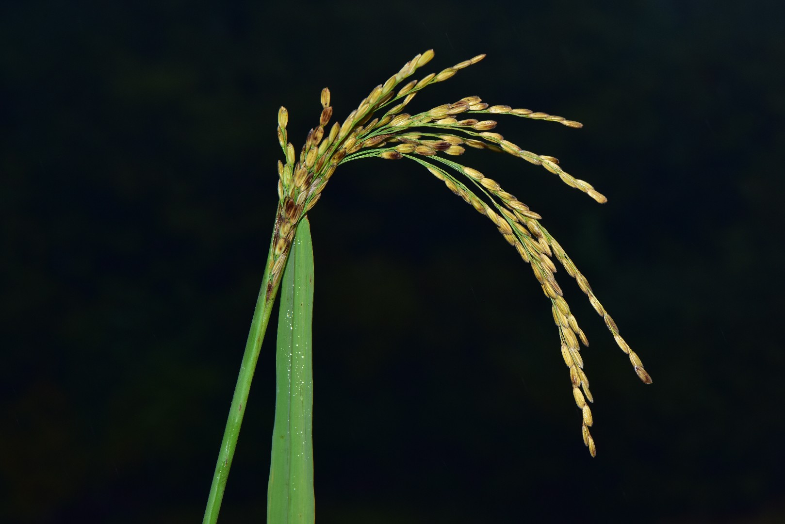 Oryza sativa rice