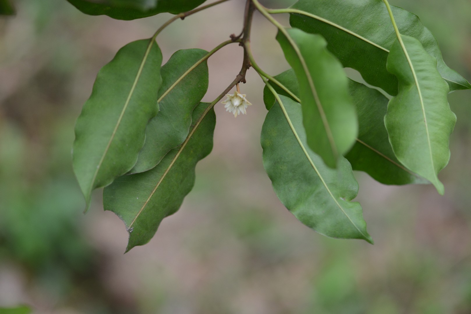 Spanish cherry (Mimusops elengi) Flower, Leaf, Care, Uses - PictureThis