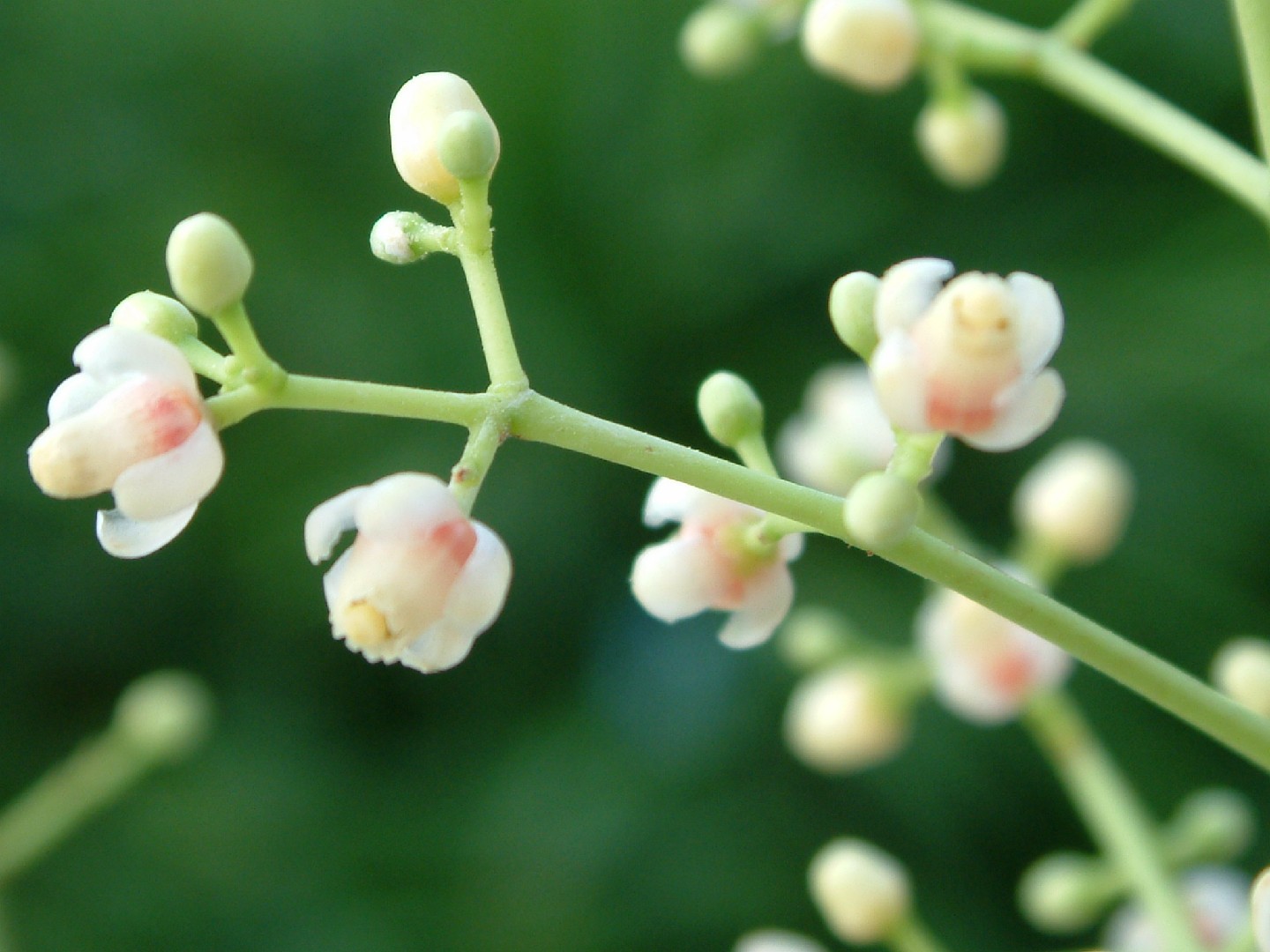 Khaya Senegalensis Picturethis