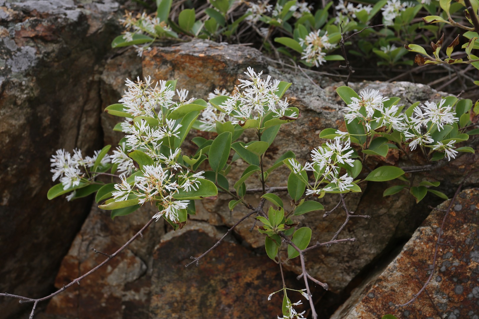 Chionanthus retusus - PictureThis