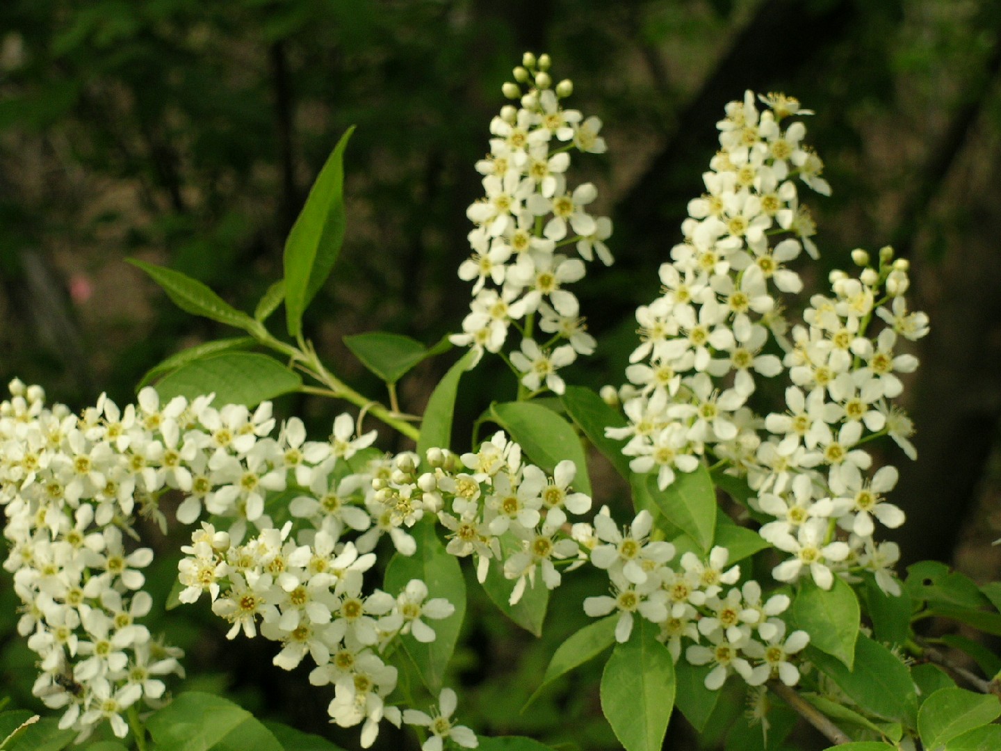 Черёмуха обыкновенная (Prunus padus subsp. padus) - PictureThis